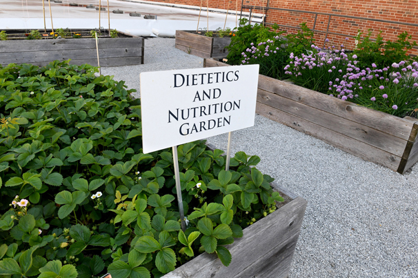 WHOLESOME EATING: The Dietetics and Nutrition Garden showcases healthy foods that can be grown in our region. Photo by Elissa Monroe / KUMC