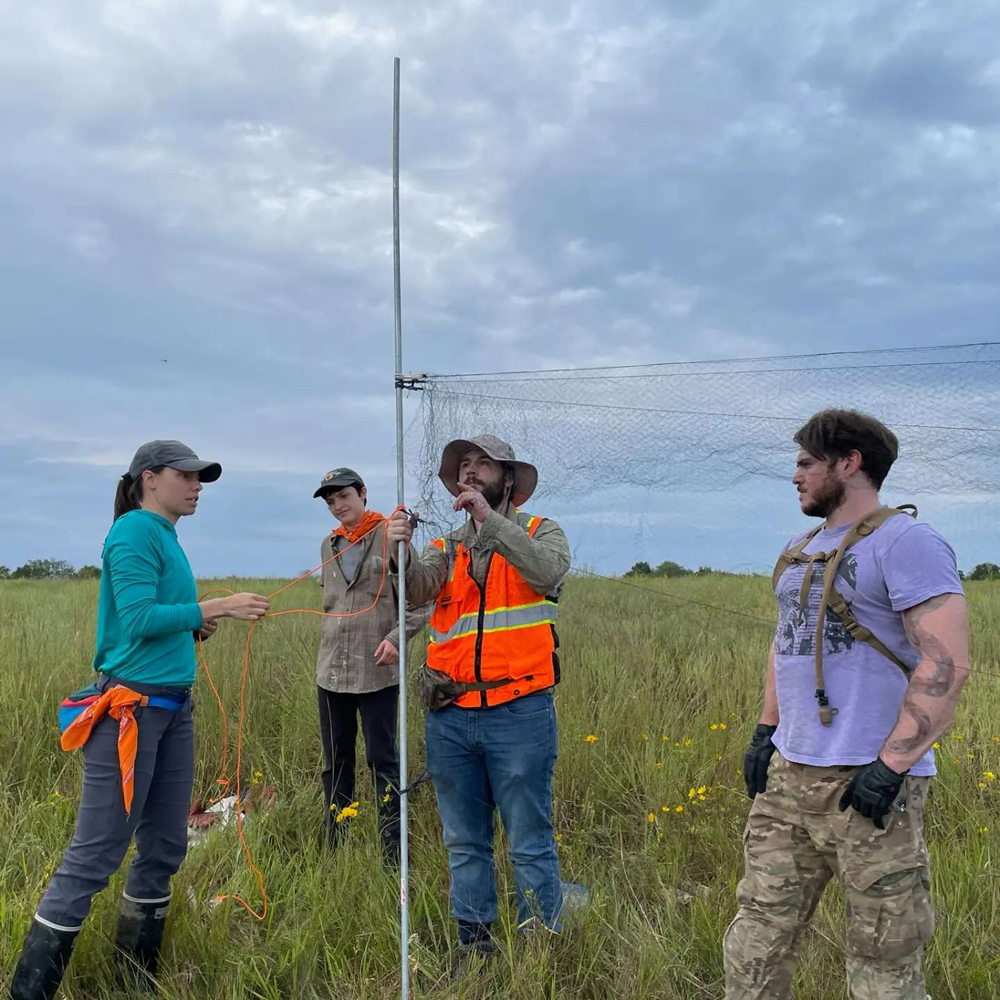 FIELDWORK: Jocelyn Colella and student research assistants (from left) Bailey Dixon, Peter Campbell and Cody Van Dyke set up mist nets to sample bats in Kansas.