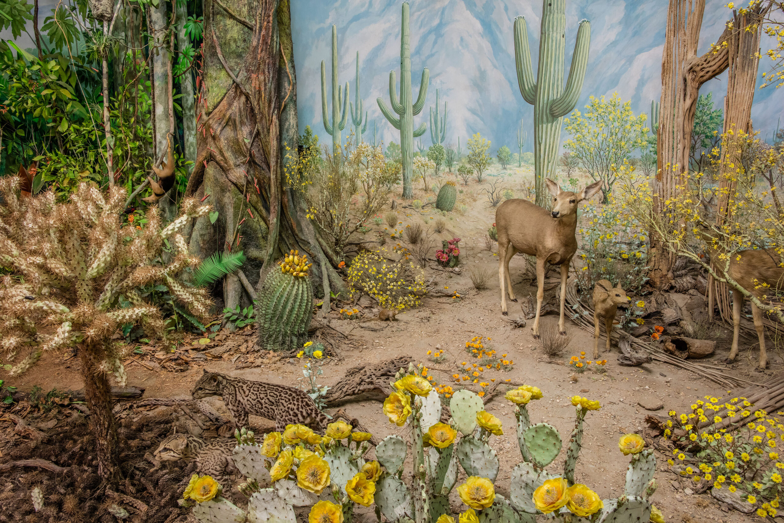 Detail of Panorama exhibit showing desert area with colorful cacti, deer and other fauna.